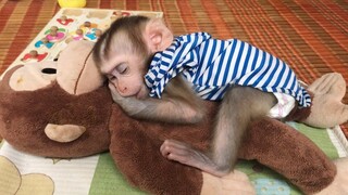 Oh look !! Nanny put Mino to sleep on monkey toy, look comfortable