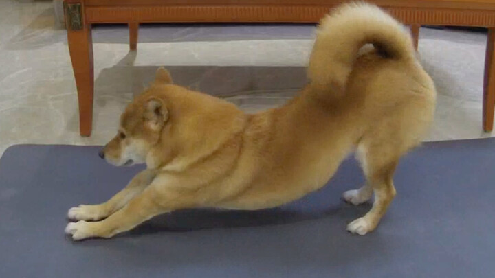 Lantainya terlalu licin, letakkan matras yoga di atas anak anjing Anda