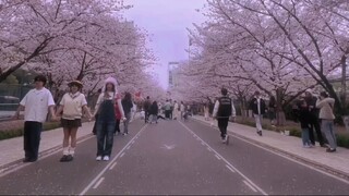 樱花大道中的magnetic