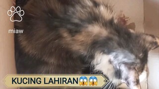 DETIK DETIK KUCING MELAHIRKAN 😱😱