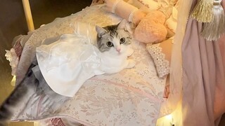 The cat princess bed you asked for is here!