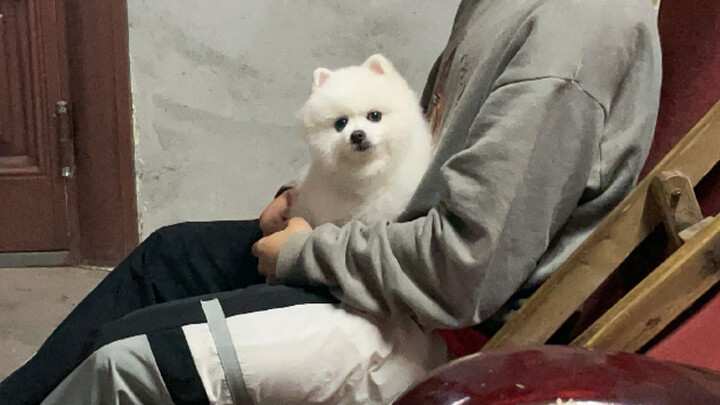 Little Pomeranian returns to her hometown and is held and pampered by different people every day