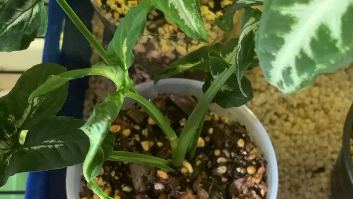 ออมเพชร