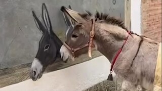 Si keledai kecil melihat gambar keledai di dinding, benar-benar mengira ada beberapa teman sejenisny