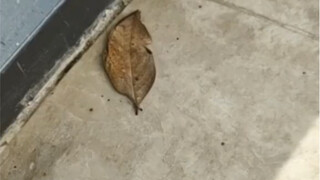 أليست شجرة... اللعنة،