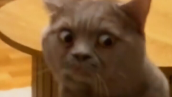 Gây chấn động mèo mèo 10.000 năm!