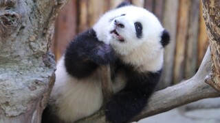 [Panda imut] Hua Hua ditahan Yuan Run