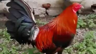 Pang stag season mga kasabong