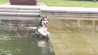 Làm thế nào để bắt được một chú chó husky sinh ra ở sông tại Đại học Tứ Xuyên! !