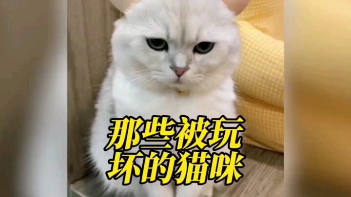 猫：这个家我是待不下去了，不行我走