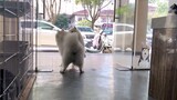[Animals]Taking my Samoyed to see his pregnant girlfriend