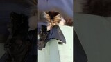 anterin paket pulupulu #shorts #kucinglucu #kucinggemoy #komedikucing #cat #shortvideos