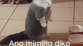 talkative cat