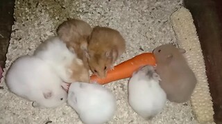 Hamster syrian long hair ( Mesocricetus auratus )