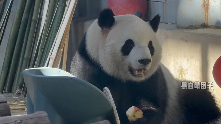 [11.23 Mengyu ate less than half an apple follow-up] Mengyu eats like his father, slowly and leisure