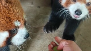 Satu kucing, satu