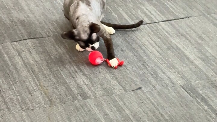 kitten is playing！