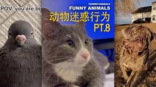 Hành vi kỳ lạ của động vật PT.18