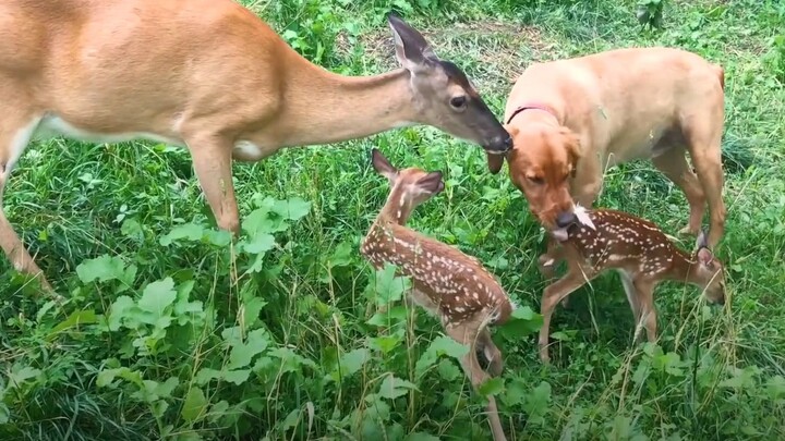 Every year, Mommy Deer takes her fawn to visit her best friend, the dog~~