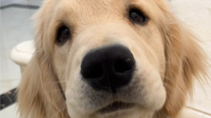 เลิกกันได้ แต่สิทธิ์เลี้ยงดูลูกหมาต้องให้ฉัน!