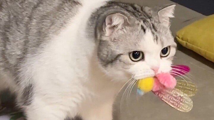 Giao lưu không ngại ngôn ngữ! Mèo trong nhà “nói chuyện qua không gian” với chó ngoài kia