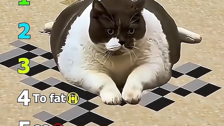 Ranking Best Minecraft Cat Clips