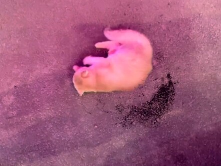 Does anyone have a solution?