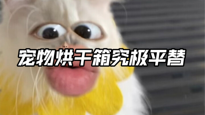 A ¥70 Alternative to a Thousand-Yuan Pet Dryer