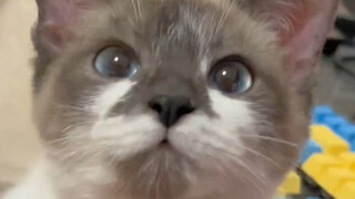 In the little cat's eyes, I'm a cat with really unruly fur.