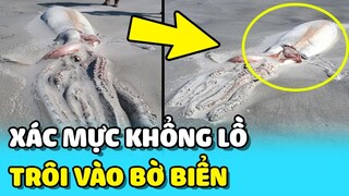 💥Nhóm du khách phát hiện xác MỰC KHỔNG LỒ trôi dạt vào BỜ BIỂN | TIN GIẢI TRÍ