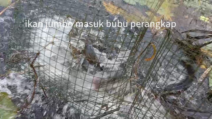 ikan jumbo masuk bubu perangkap ikan #fish