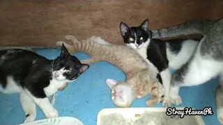 Two tiger mama calico + 6 boys done surgery + cats/kitten