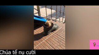 Tan chảy trước sự dễ thương này #funny