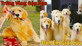 Thú Cưng TV | Trứng Vàng và Trứng Bạc #1 | Chó Golden Gâu Đần thông minh vui nhộn | Pets smart dog