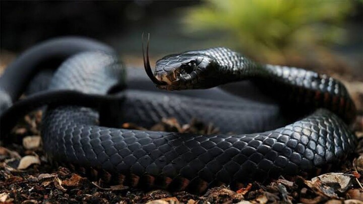 ular yang berbahaya 😱😱