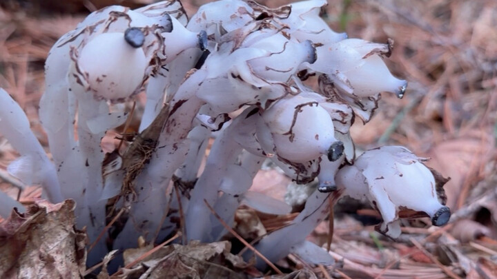 Sehari dalam kehidupan nyata seorang penjaga hutan di Gunung Changbai. (Video terlalu panjang, dipos