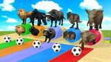 Guess The Right Button Game With Elephant Gorilla Buffalo T-rex Lion - Wild Animals Ball Game