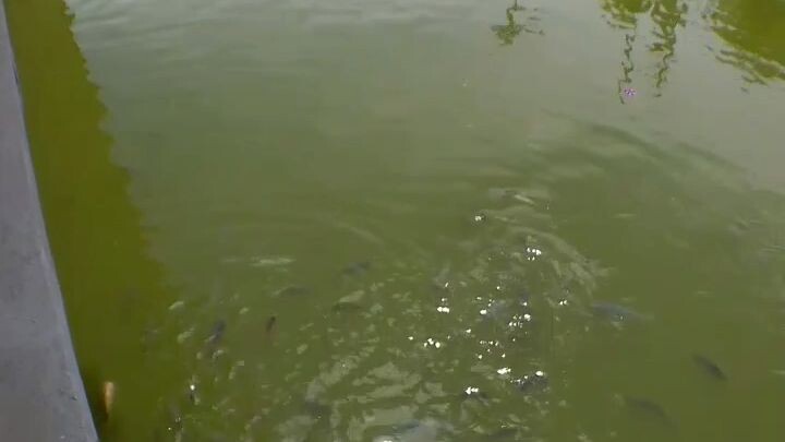 LYR leisure inland resort