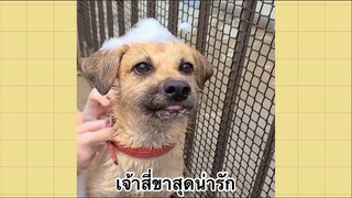 เพื่อนตัวน้อย สัตว์เลี้ยงแสนซน : เจ้าสี่ขาสุดน่ารัก