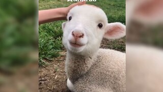 "Apakah Ingin Memegang Kepalaku?" Kambing Sangatlah Lucu!