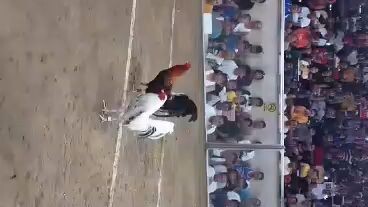 1st fight win 2hits Feb 17 NCCA