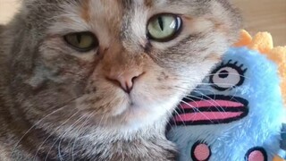 Toys bought with money meant for cat canned food—my cat says it really loves them!