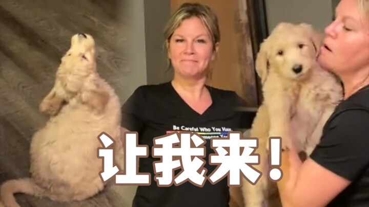 How do you get eight seven-week-old puppies into their nest for a good nap?