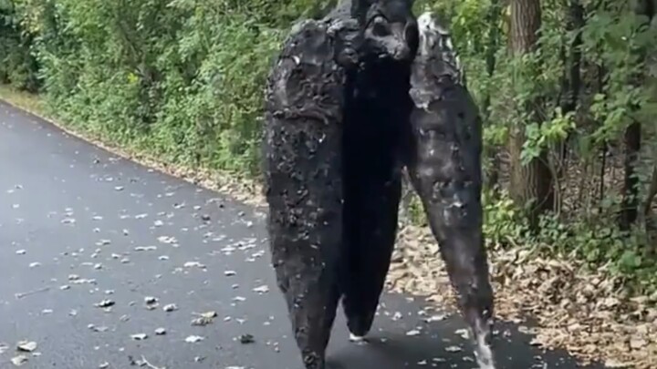 Is this animal dangerous?