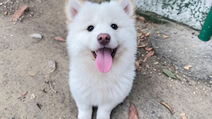 Seekor anjing putih kecil yang lembut, ramah, dan cerdas, dengan wajah mungil yang imut dan menggema