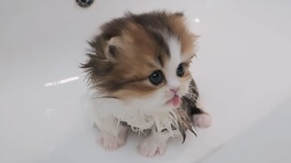 烟嗓小奶猫第一次洗澡，狂舔洗澡水