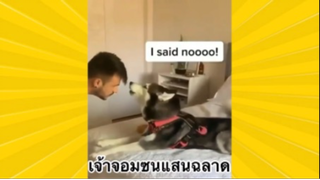 สัตว์เลี้ยงเพื่อนขนปุย : เจ้าจอมซนแสนฉลาด