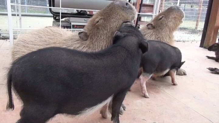 Capybara yang baik-baik saja malah ditubruk babi! ( ▔, ▔ )ㄏ