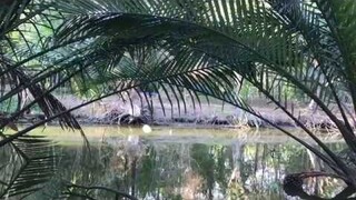 Bang Kachao, un parc convoité - Lauréat du mooc Gobelins