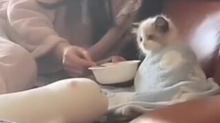 Ternyata beginilah kucing yang dikelilingi cinta～